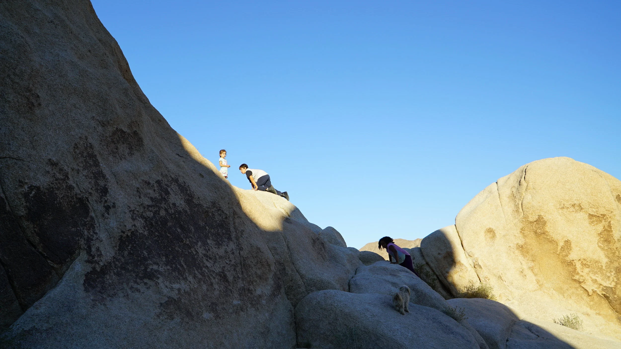 joshua tree the kiuds.JPG