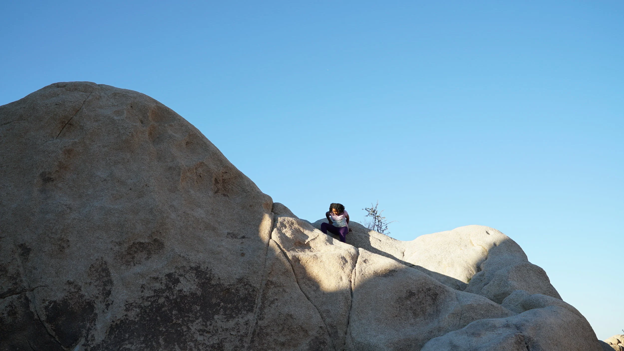 phoenix joshua tree.JPG