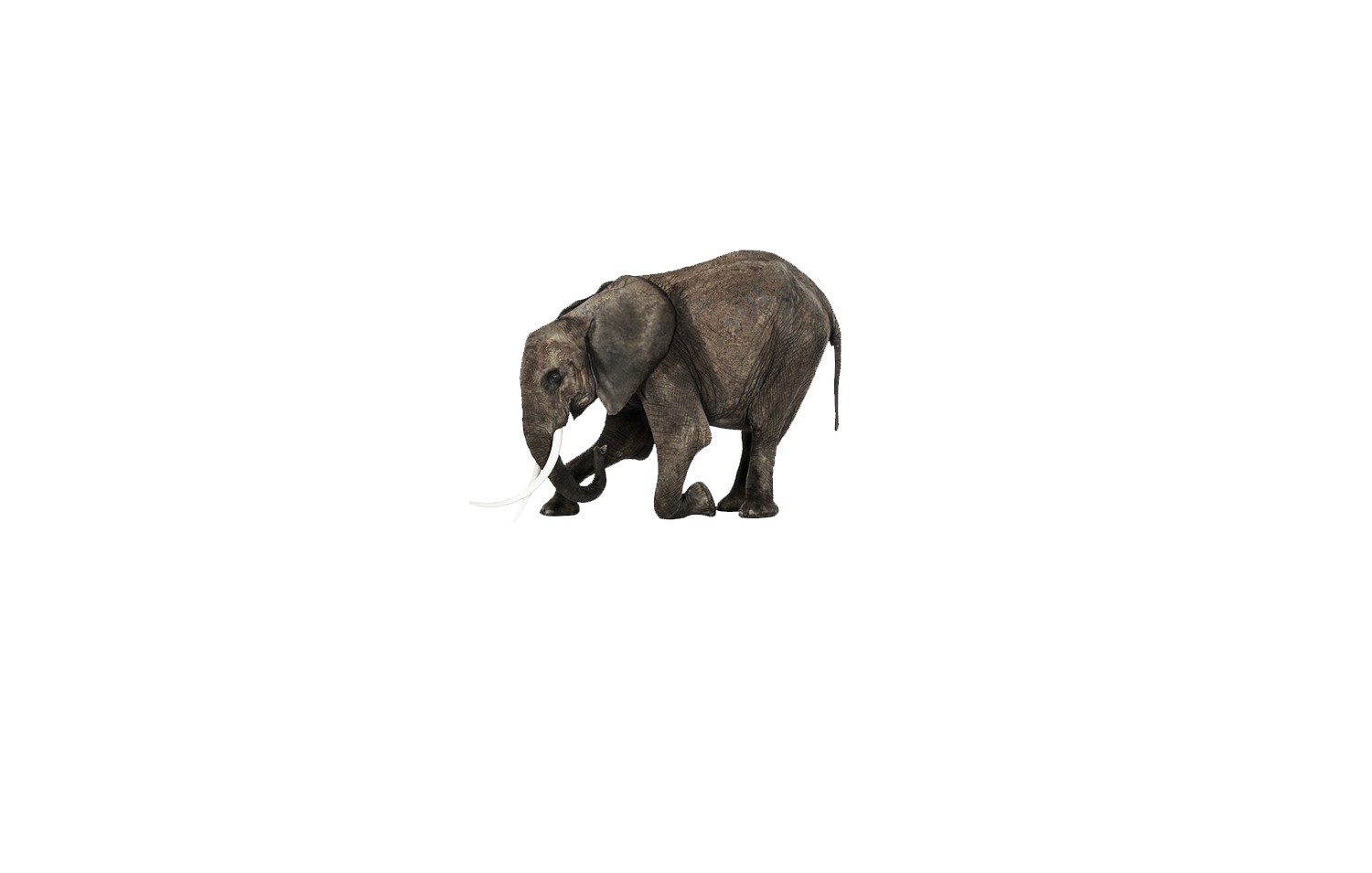 stock-photo-elephant-on-the-wooden-table-533997838.png