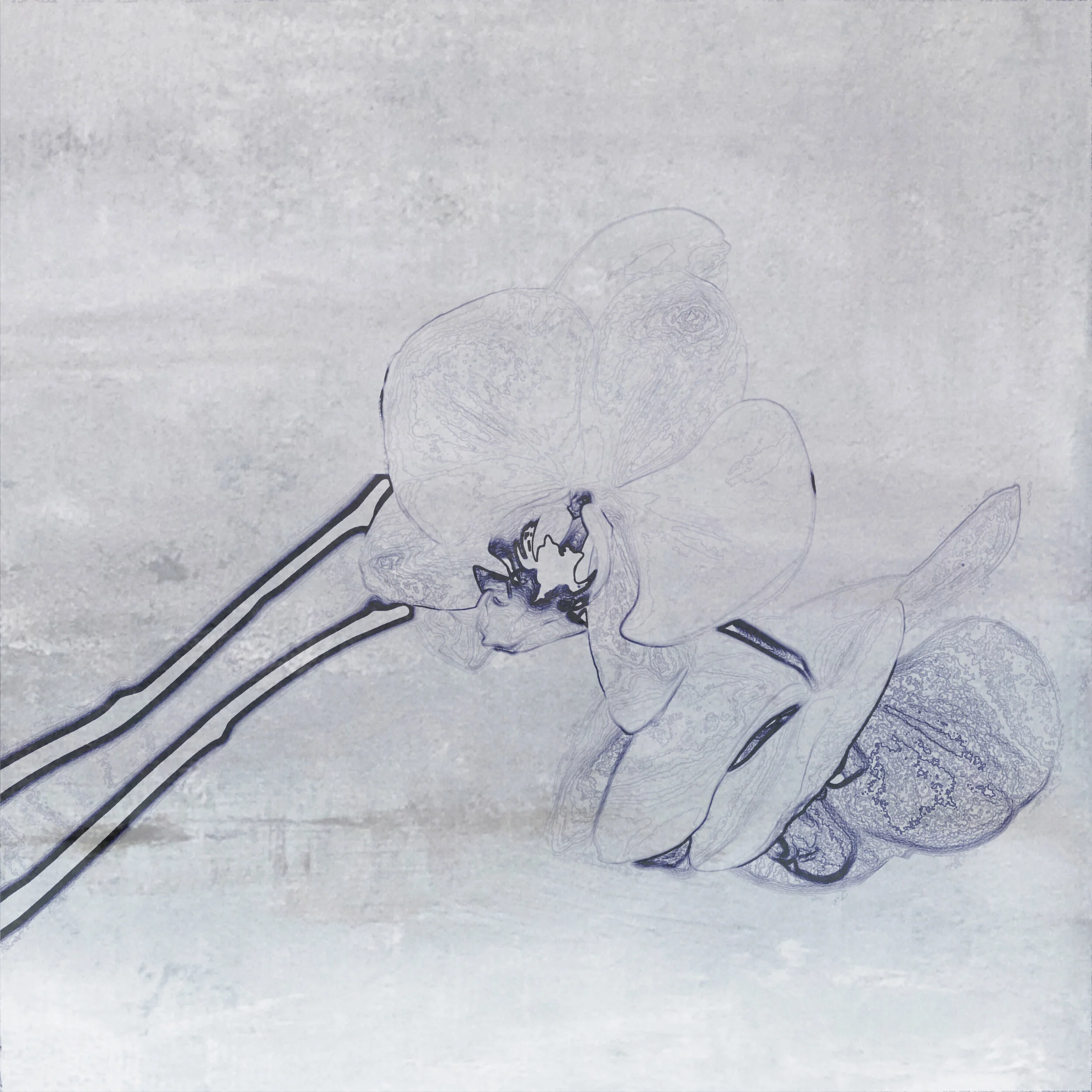 blue orchid s .jpg