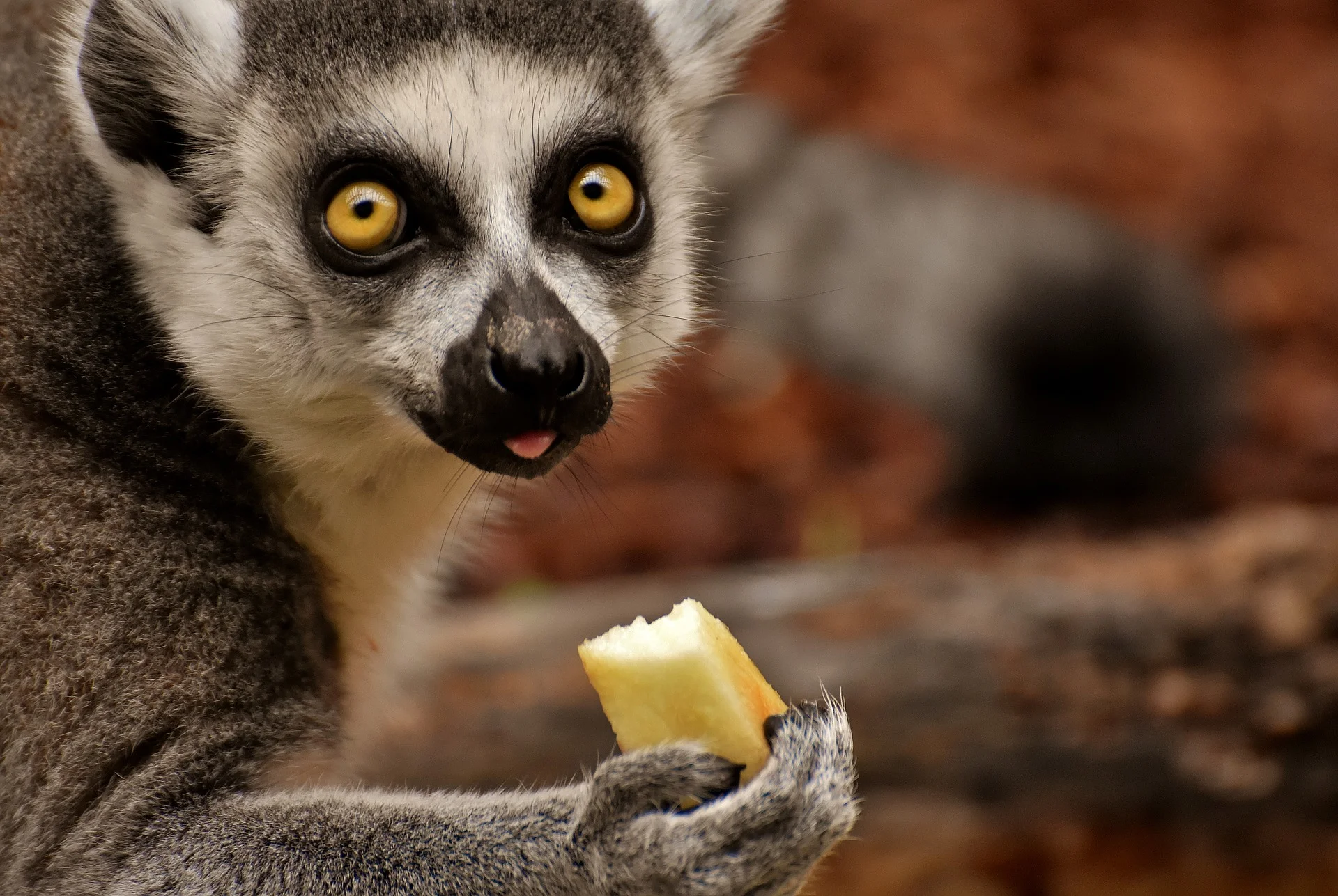 Om nom nom