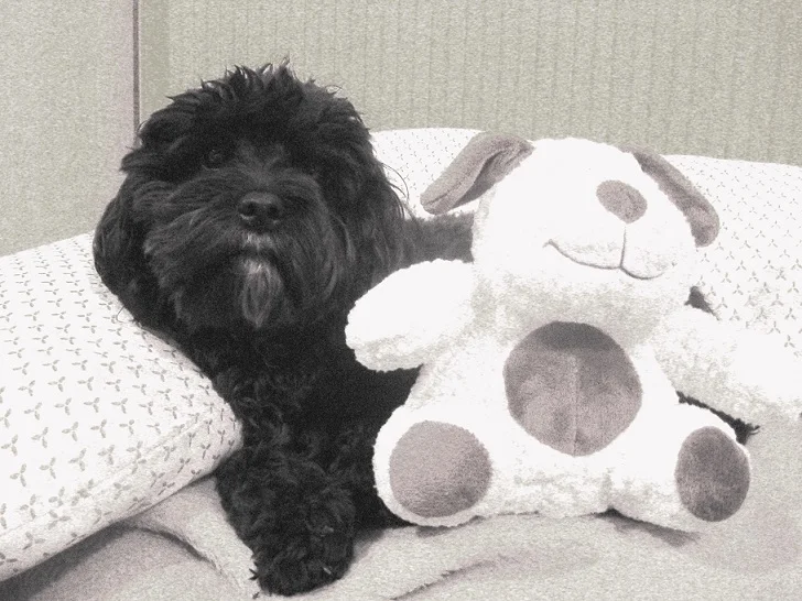 black-cavapoo.jpg