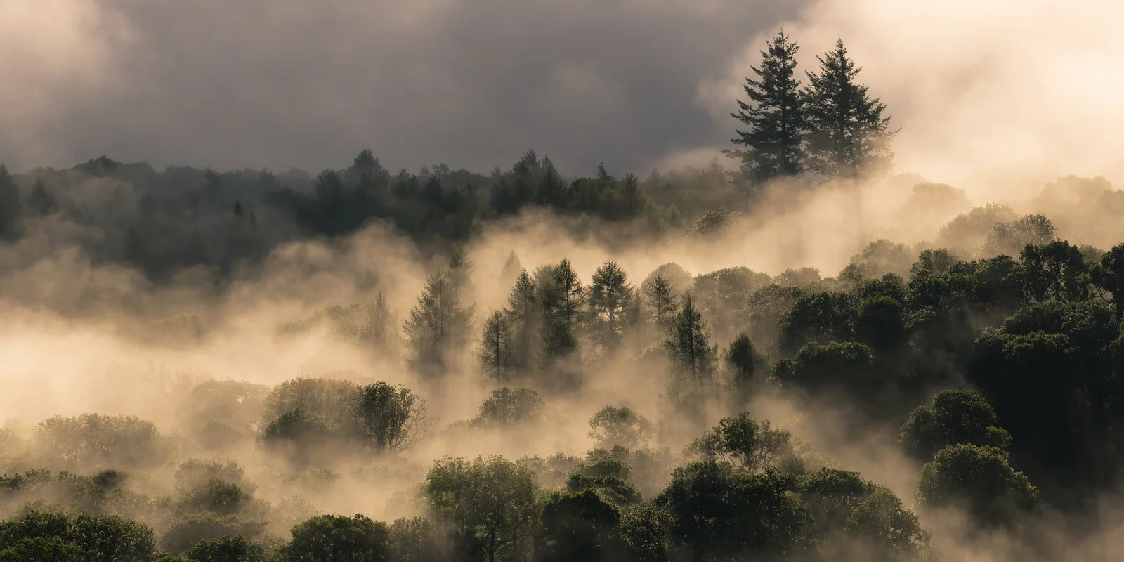 Golden light accentuating the Autumn Mist