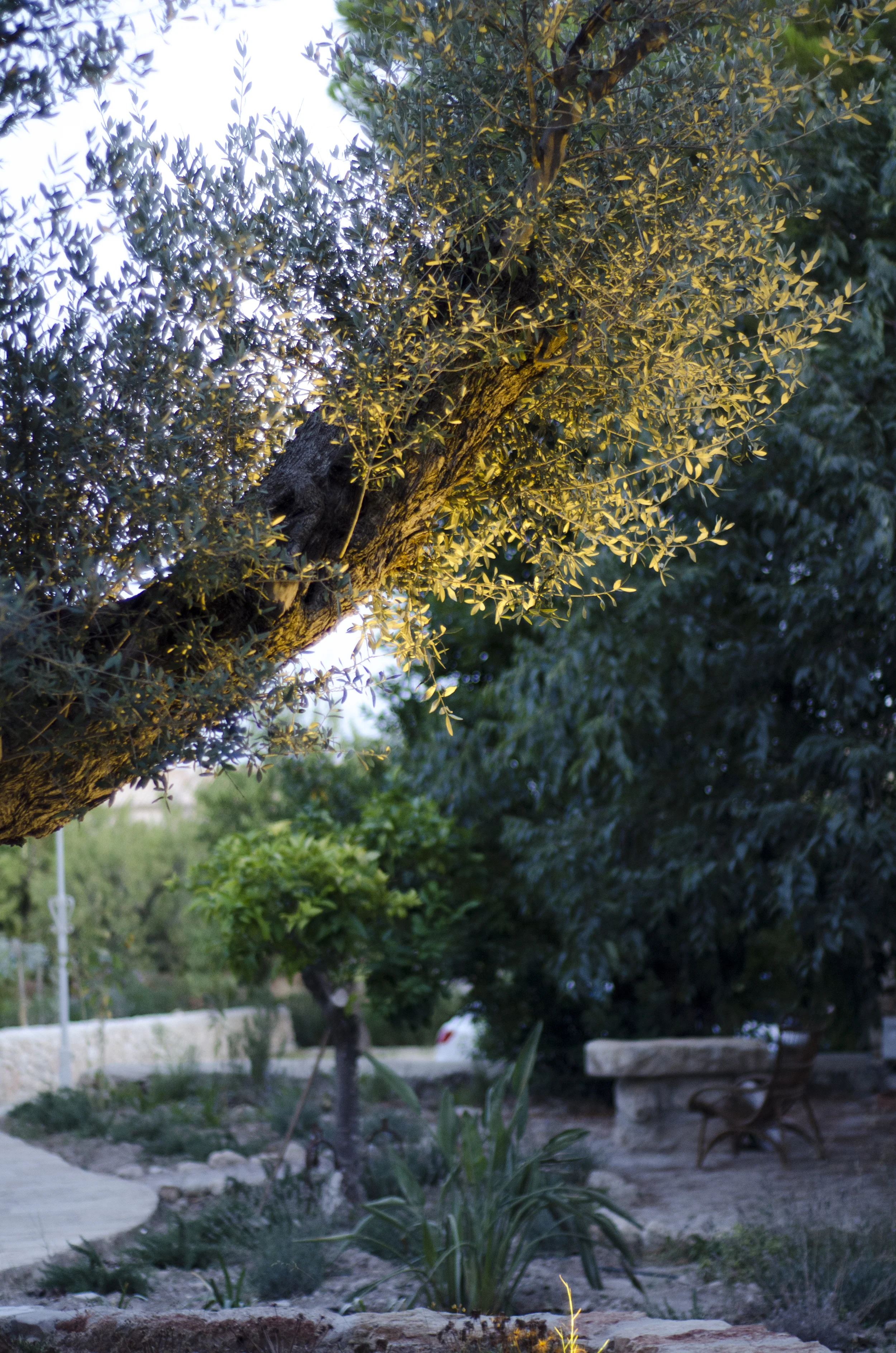 DSC_7007.jpg