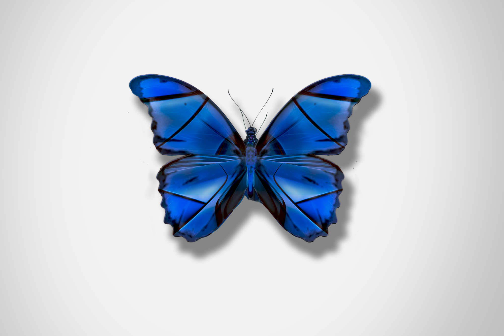 Ford_Butterflies_Concept_The_Beauty_Of_Change_DKLG_Design_000.png