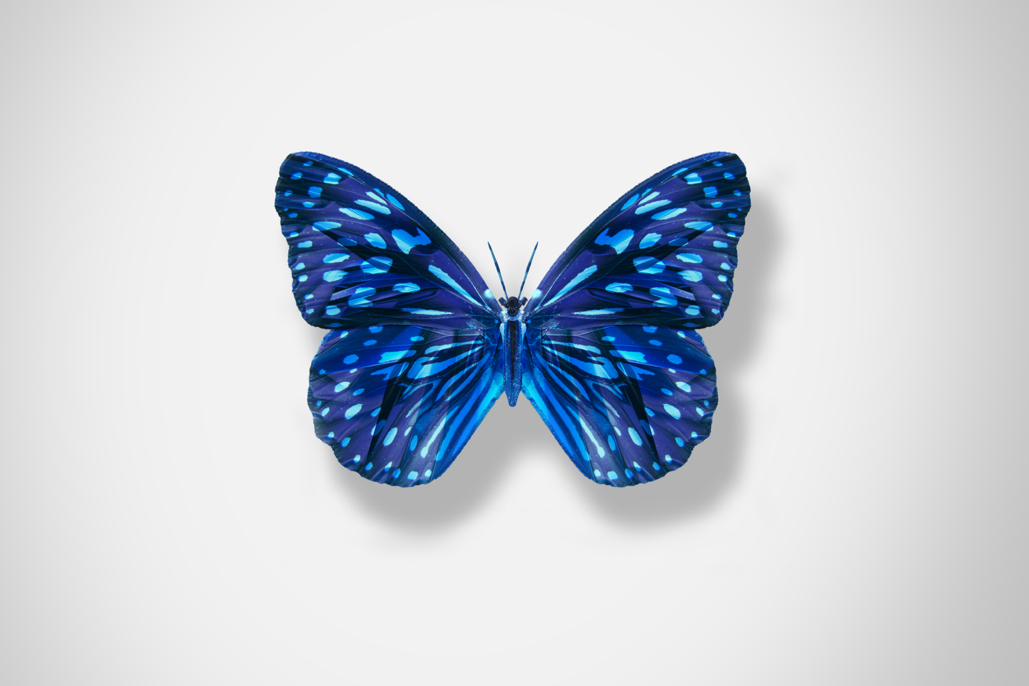 Ford_Butterflies_Concept_The_Beauty_Of_Change_DKLG_Design_001.png