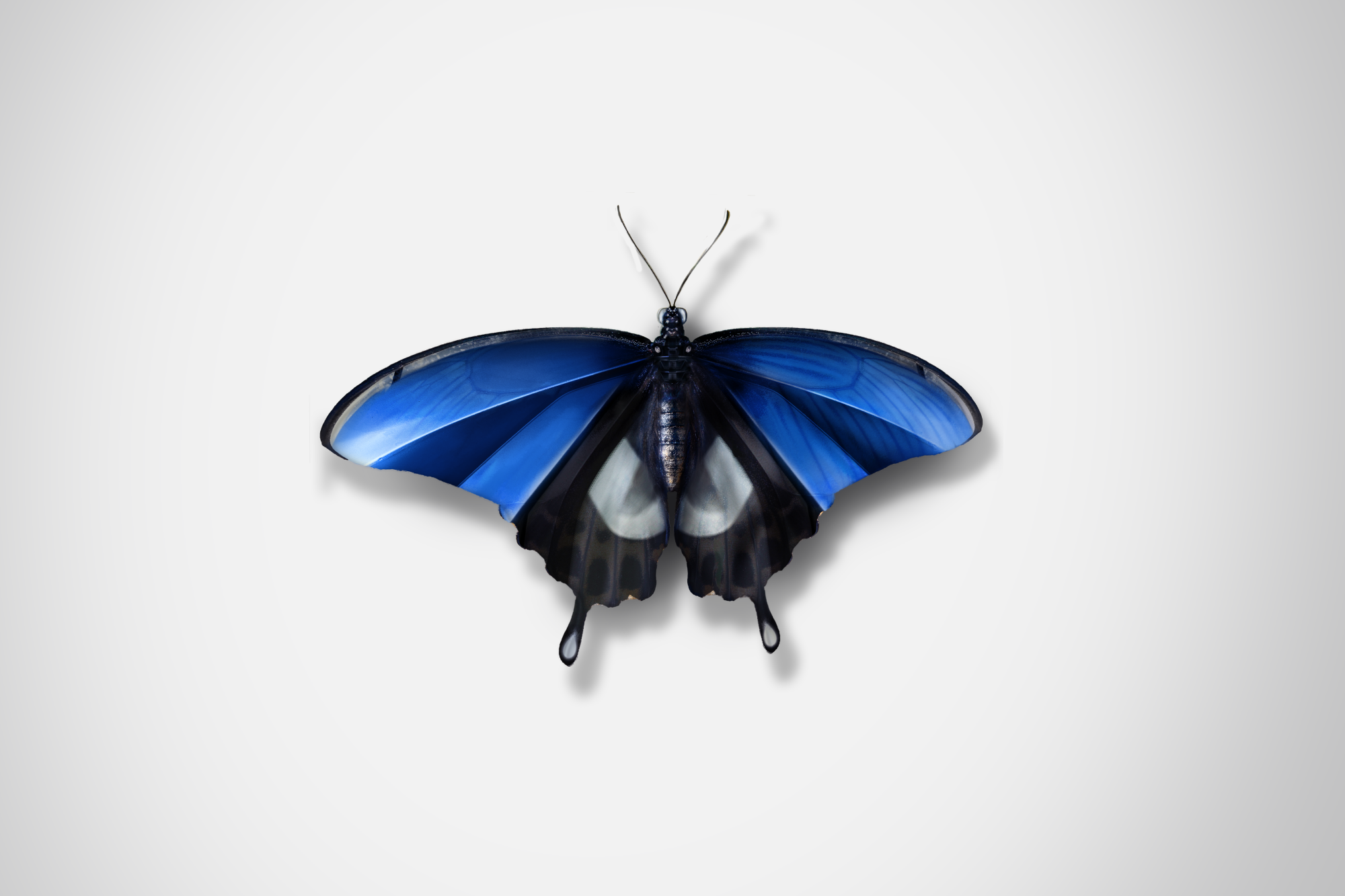 Ford_Butterflies_Concept_The_Beauty_Of_Change_DKLG_Design_003.png