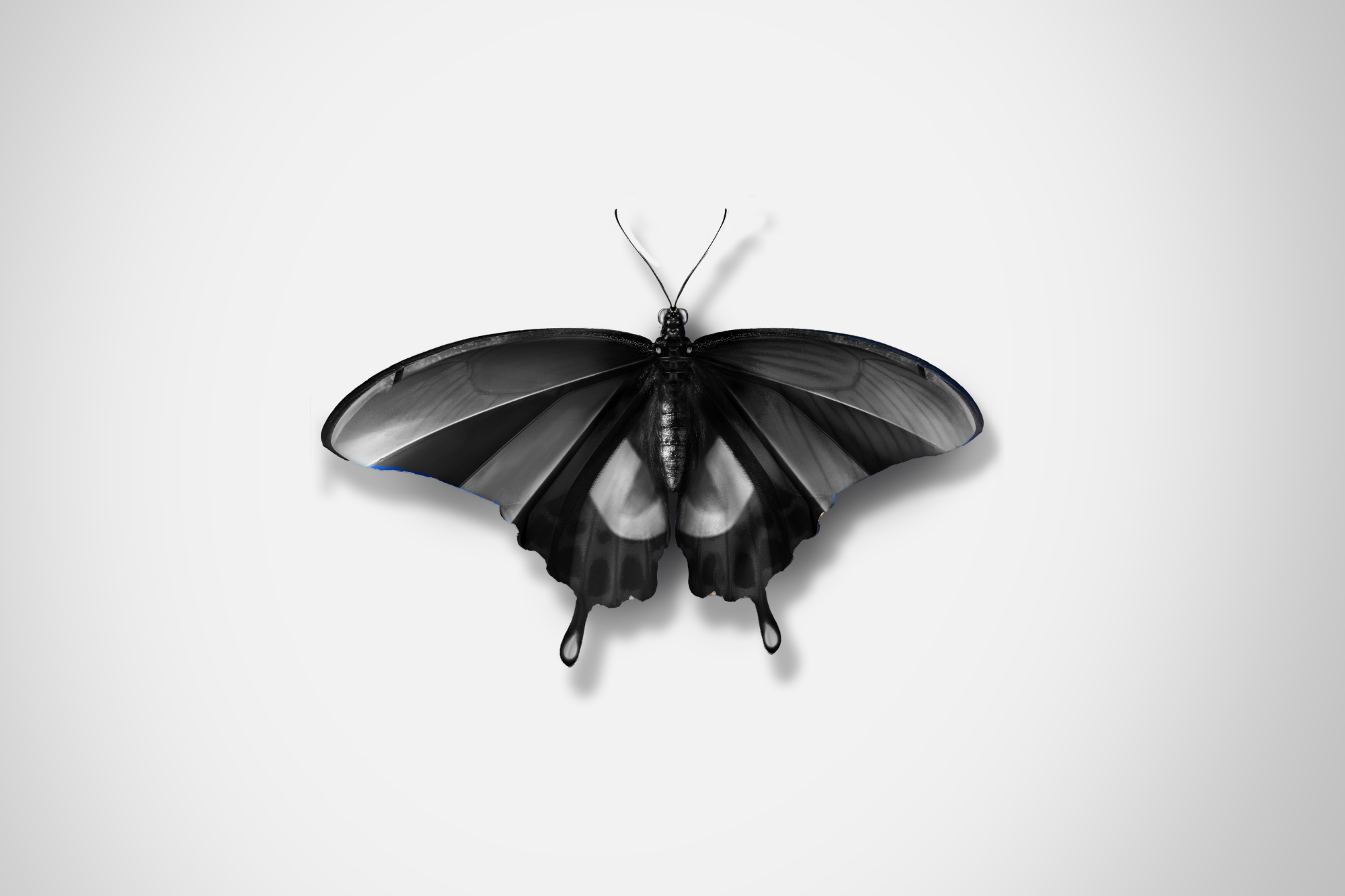 Ford_Butterflies_Concept_The_Beauty_Of_Change_DKLG_Design_007.png