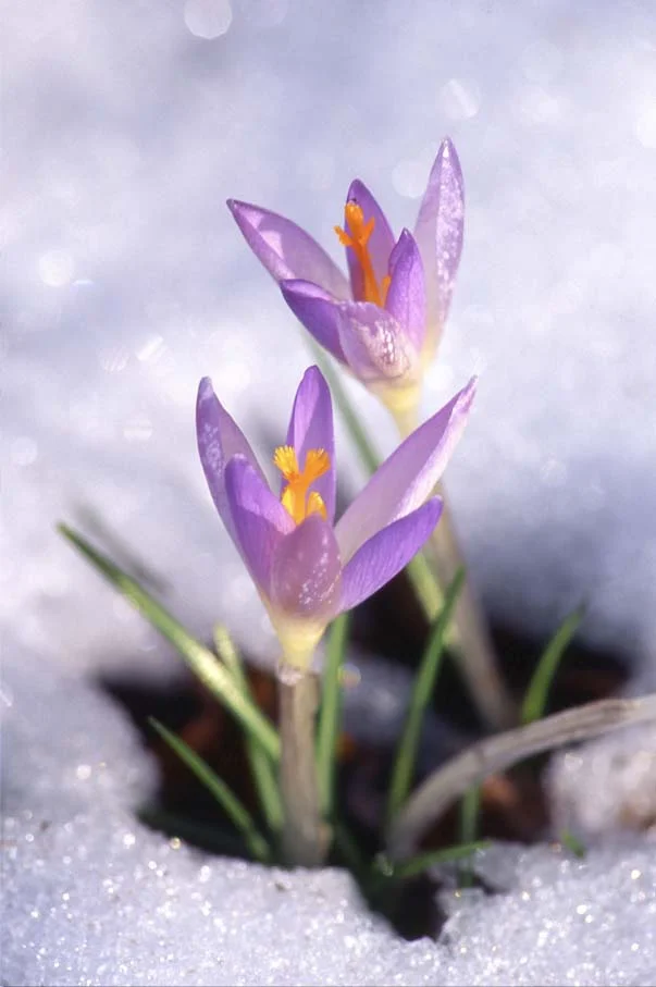 WinterSpring.jpg