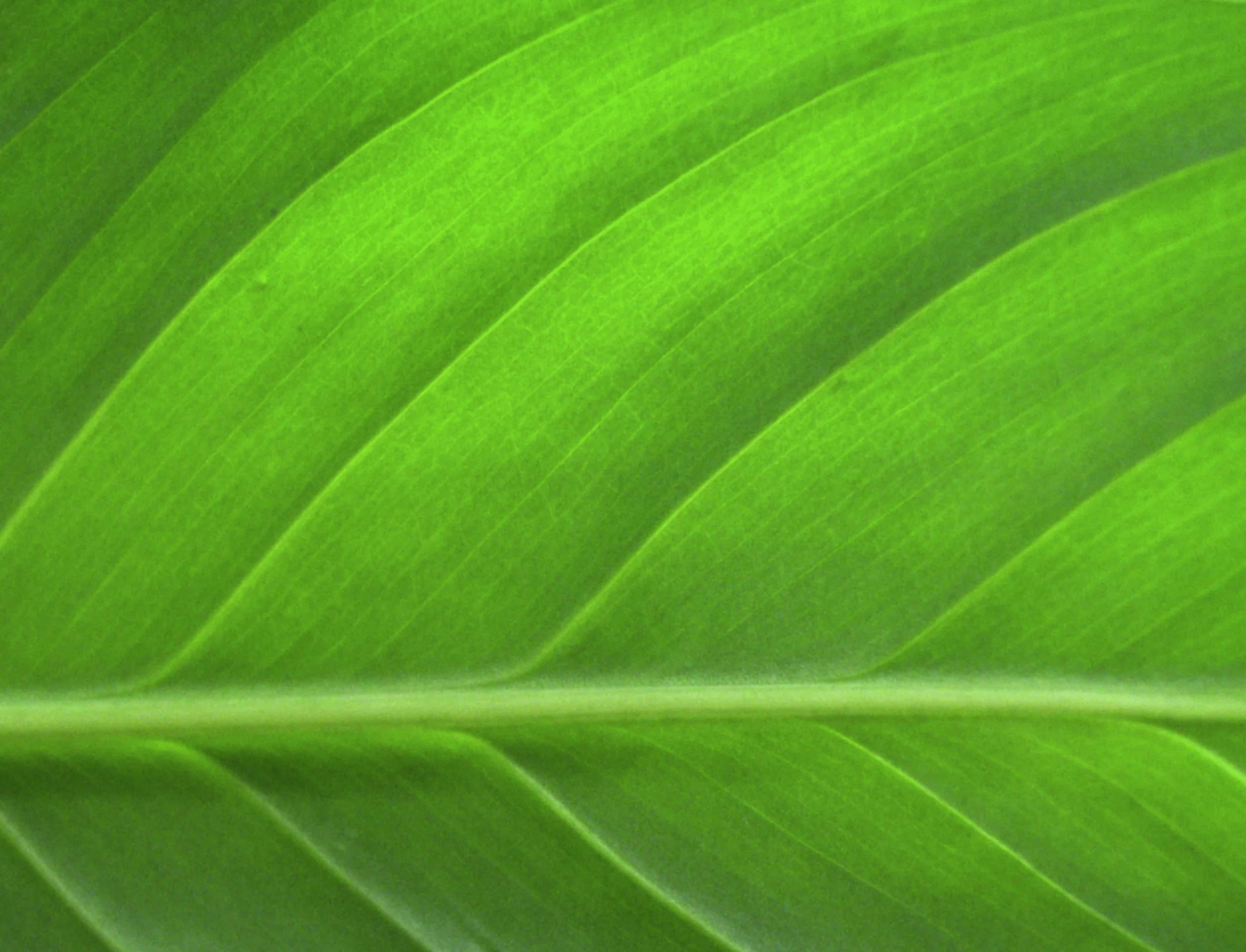 The Color Green by Ellyn Sanna