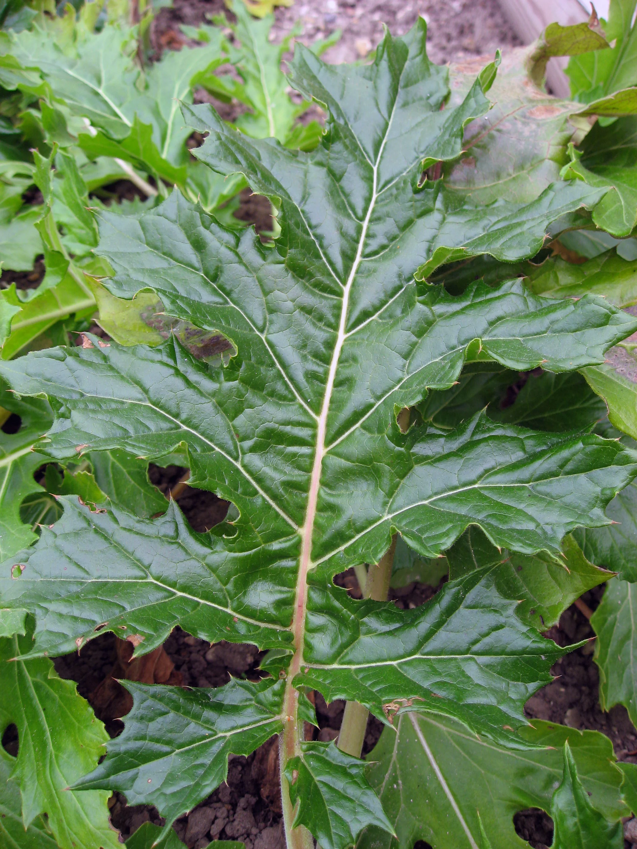 IMAGE ONE–ACANTHUS LEAF