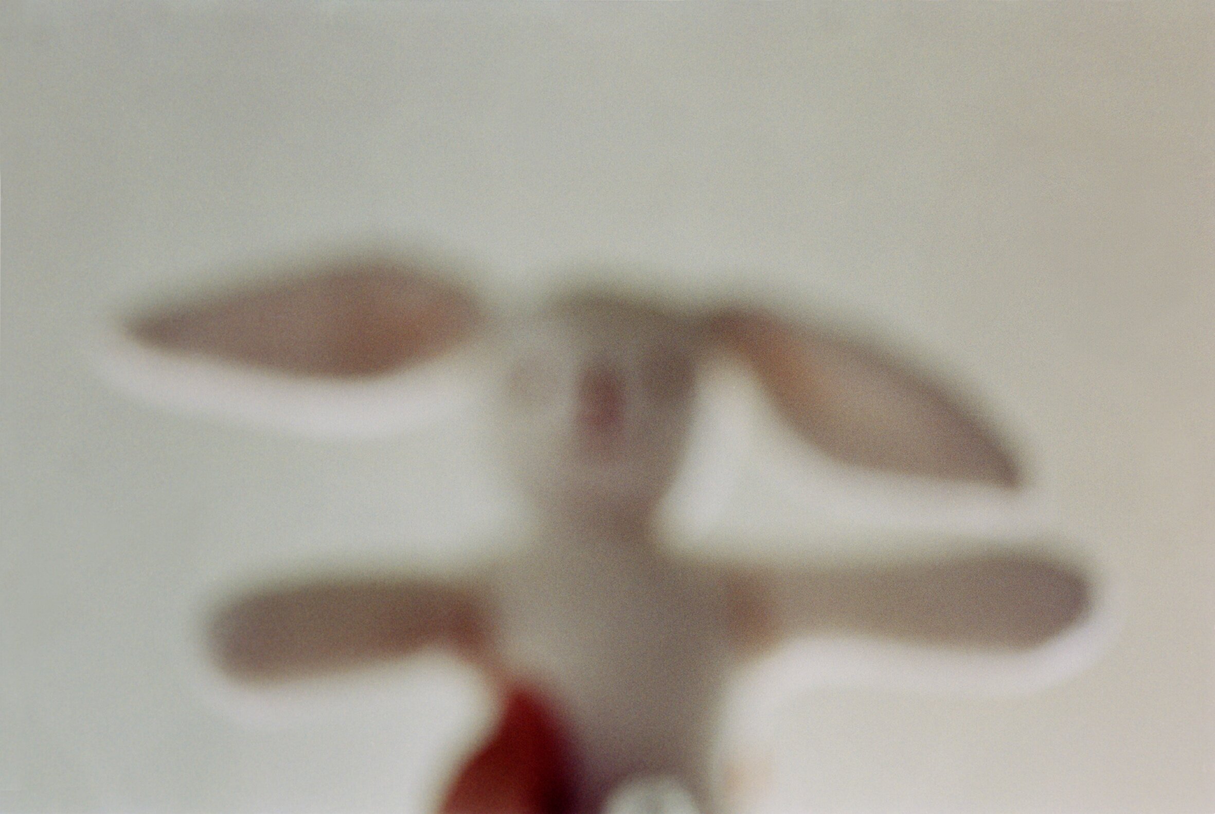   The rabbit,  2001  Archival pigment print on cotton paper  13 x 21.7 in. on 19.7 x 27.6 in. paper (33 x 55 cm. on  50 x 70 cm.) 