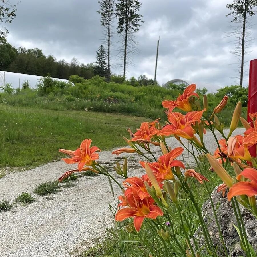 I LOVE to garden and landscape and yes, I have a green thumb.  I garden everything from flowers, plants, herbs, shrubs, vegetables, and small trees.

I have many hobbies that I love, but I must say gardening is on the top of my list as I love getting