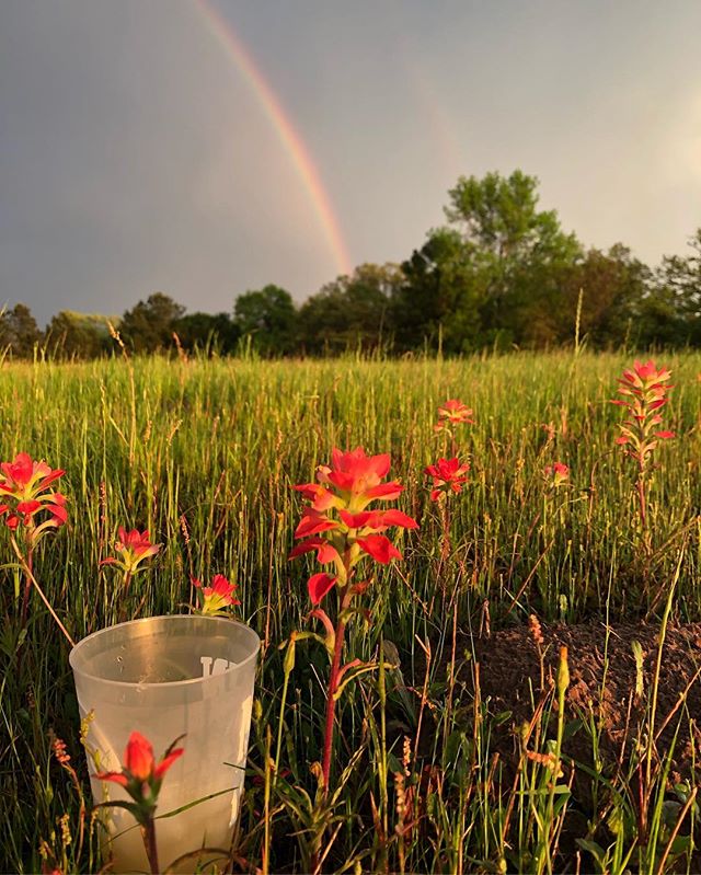 Spring brings us beautiful things best enjoyed with a Wildflower inspired cocktail!  #texaswildflowervodka #drinklocal #craftvodka #wildflowers #shoplocaldallas #befree #drinkinthemoment