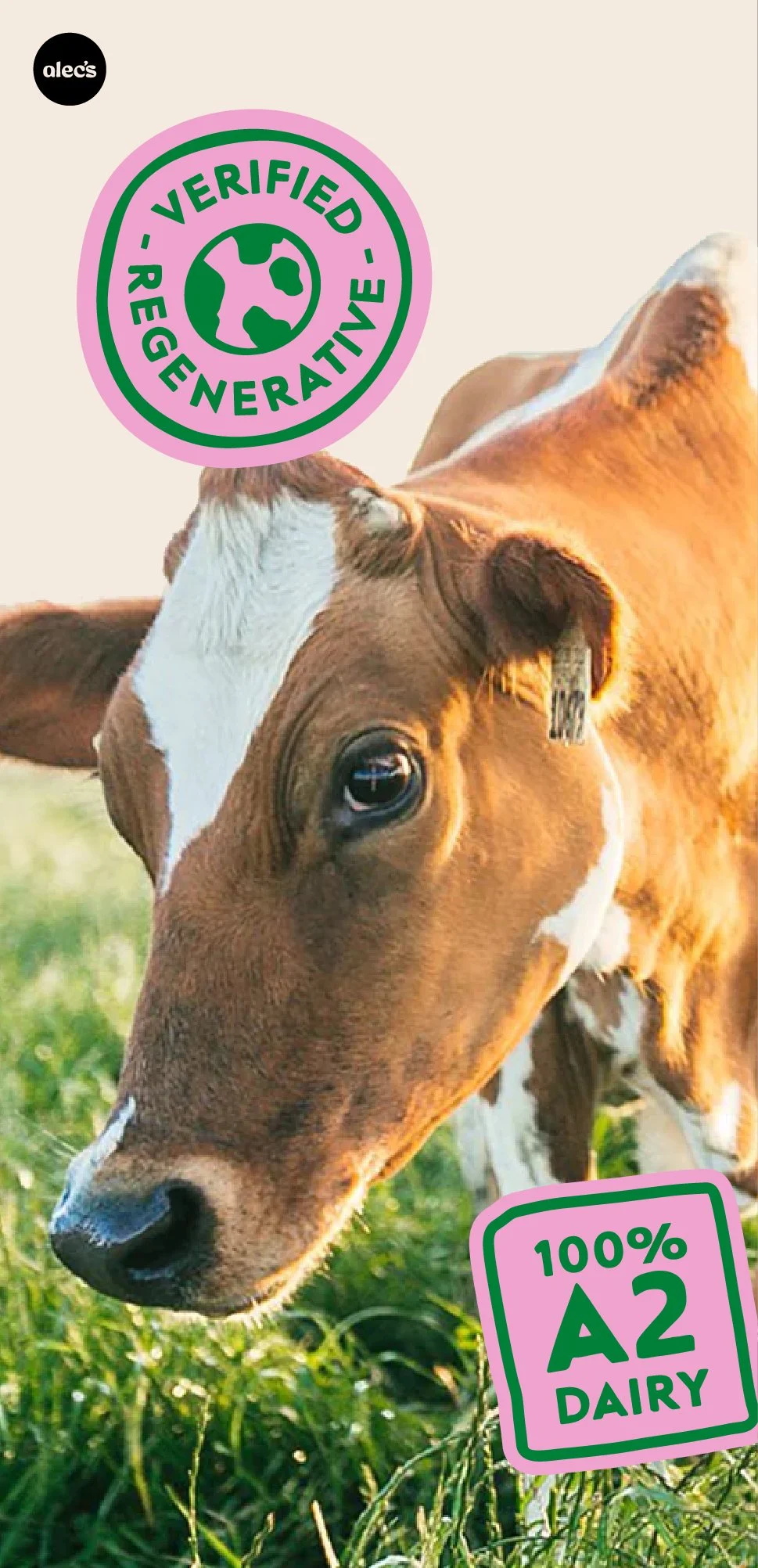 Alec's Ice Cream — project image 32