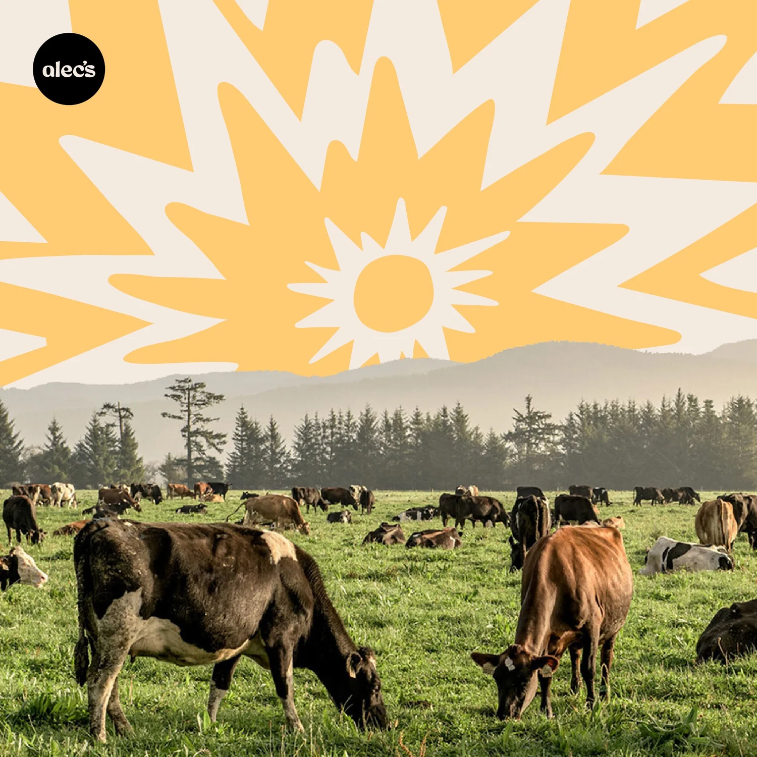 Alec's Ice Cream — project image 29