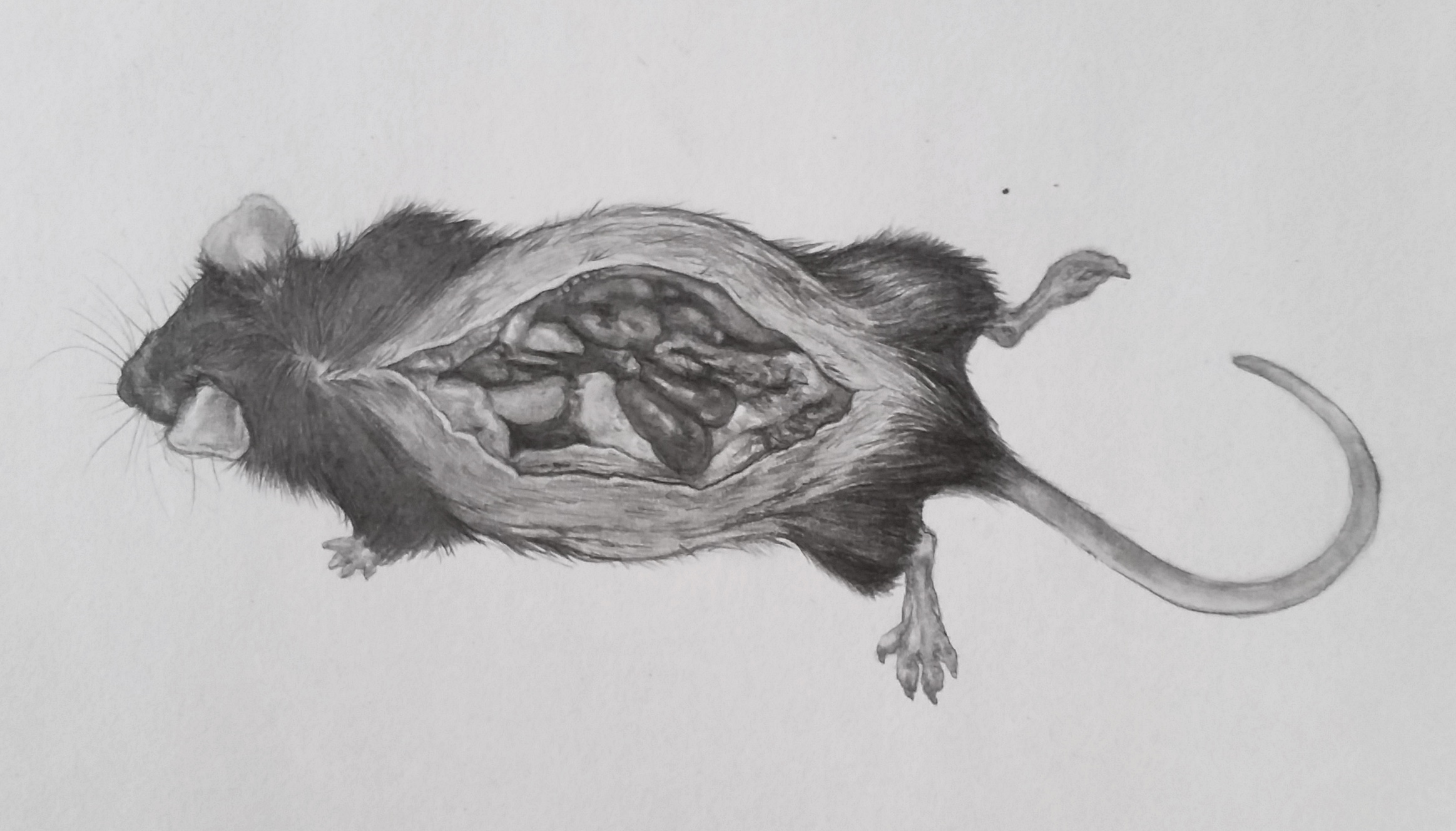 Mickey, Graphite