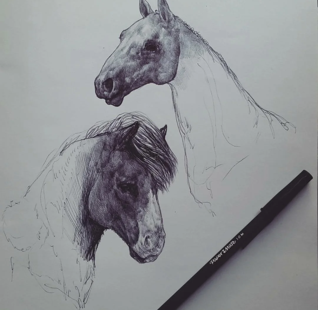 Horse Study, ballpoint