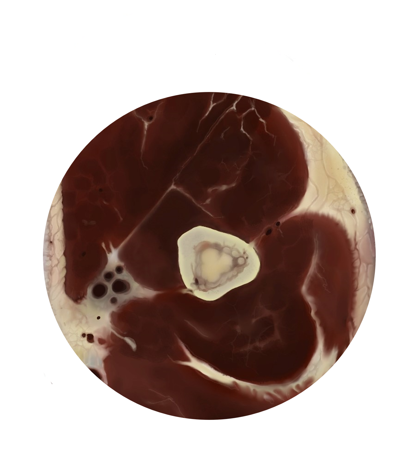 Medical & Scientific Illustration