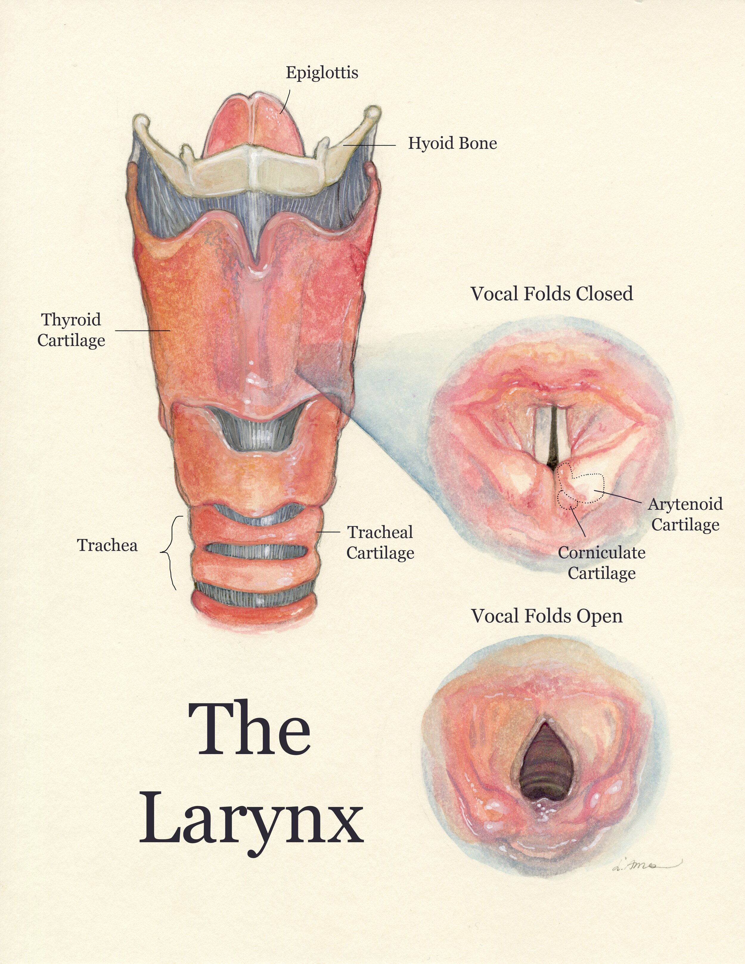 larynx comission.jpg