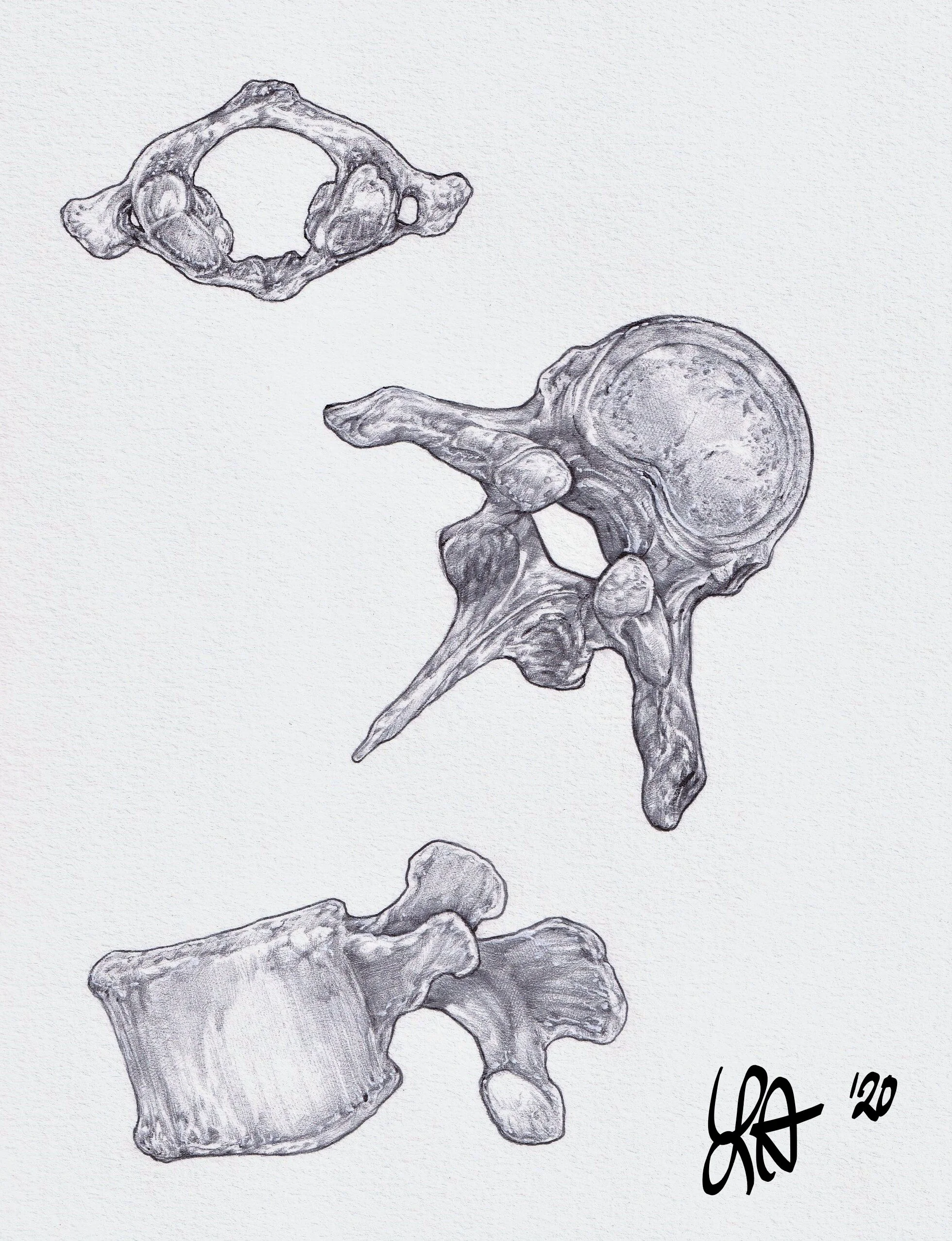 InkedVertebrae SCAN.jpg
