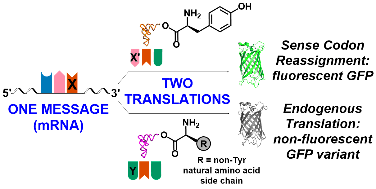 The Fisk Lab's fluorescence-based screen for sense codon reassignment.
Normal
0
false
false
false
EN-US
X-NONE
X-NONE
/* Style Definitions */
table.MsoNormalTable
{mso-style-name:"Table Normal";
mso-tstyle-rowband-size:0;
mso-tstyle-colband-size:0;
mso-style-noshow:yes;
mso-style-priority:99;
mso-style-parent:"";
mso-padding-alt:0in 5.4pt 0in 5.4pt;
mso-para-margin-top:0in;
mso-para-margin-right:0in;
mso-para-margin-bottom:10.0pt;
mso-para-margin-left:0in;
line-height:115%;
mso-pagination:widow-orphan;
font-size:11.0pt;
font-family:"Calibri",sans-serif;
mso-ascii-font-family:Calibri;
mso-ascii-theme-font:minor-latin;
mso-hansi-font-family:Calibri;
mso-hansi-theme-font:minor-latin;}
Our screen evaluates the ability of anticodon-modified tRNAs to incorporate tyrosine (Tyr) in response to a sense codon that is assigned another identity in the standard E. coli genetic code. Residues 65-67 of superfolder GFP specify the Thr-Tyr-Gly sequence that autocatalytically folds into the tripeptide fluorophore. Replacement of Tyr at position 66 with any other natural amino acid effectively abolishes the fluorescence of the protein. (Biochemistry, 2015, 54 (50), pp 7355–7364)