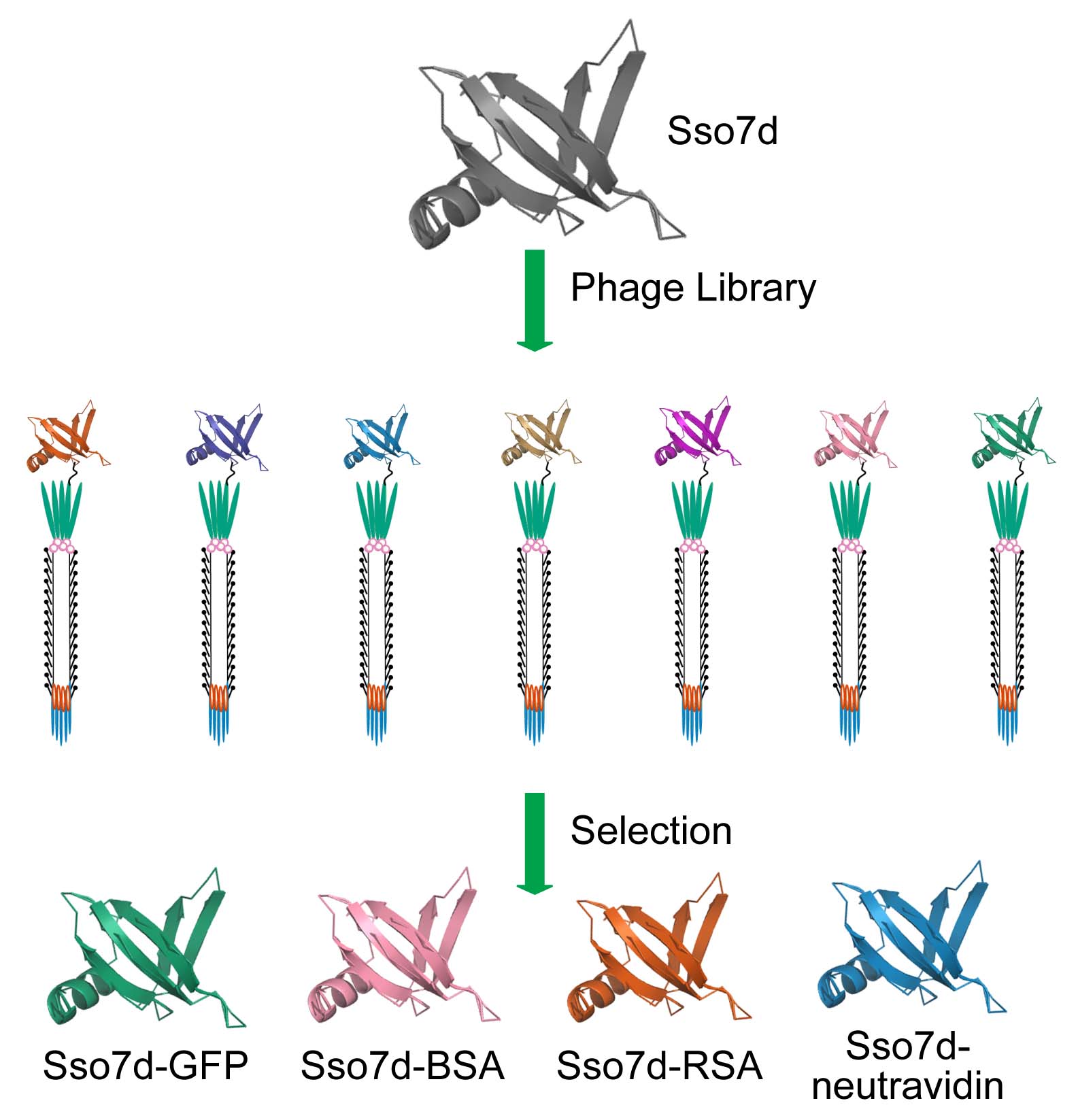 The Fisk lab is interested in identifying new scaffold proteins for phage display libraries. We have had success identifying tight, specific binding molecules for a variety of protein targets from a library based on the 65 amino acid hyperthermophilic scaffold protein Sso7d. (FEBS J, 2016, 283, pp 1351–1367)