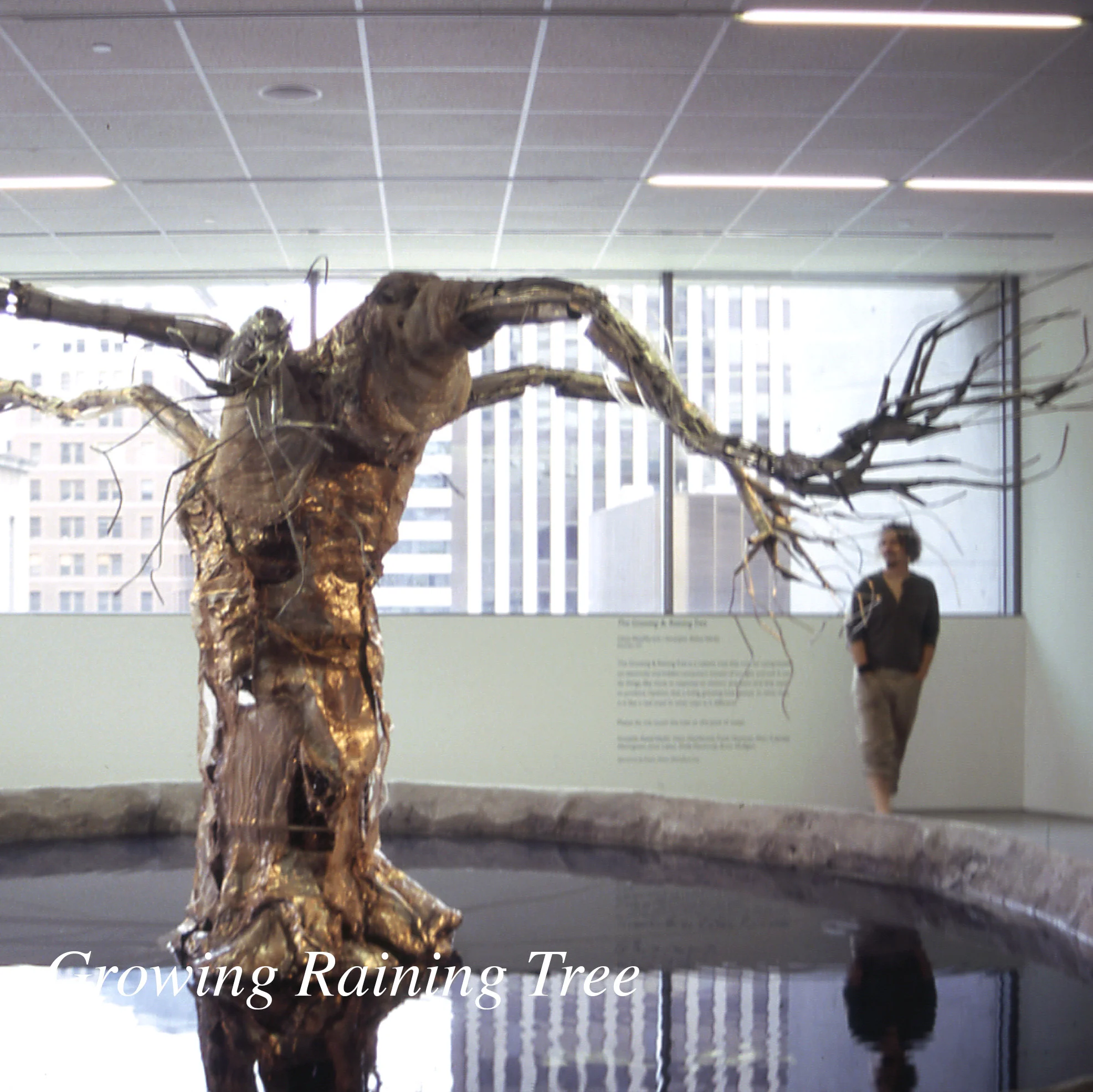 Growing Raining Tree