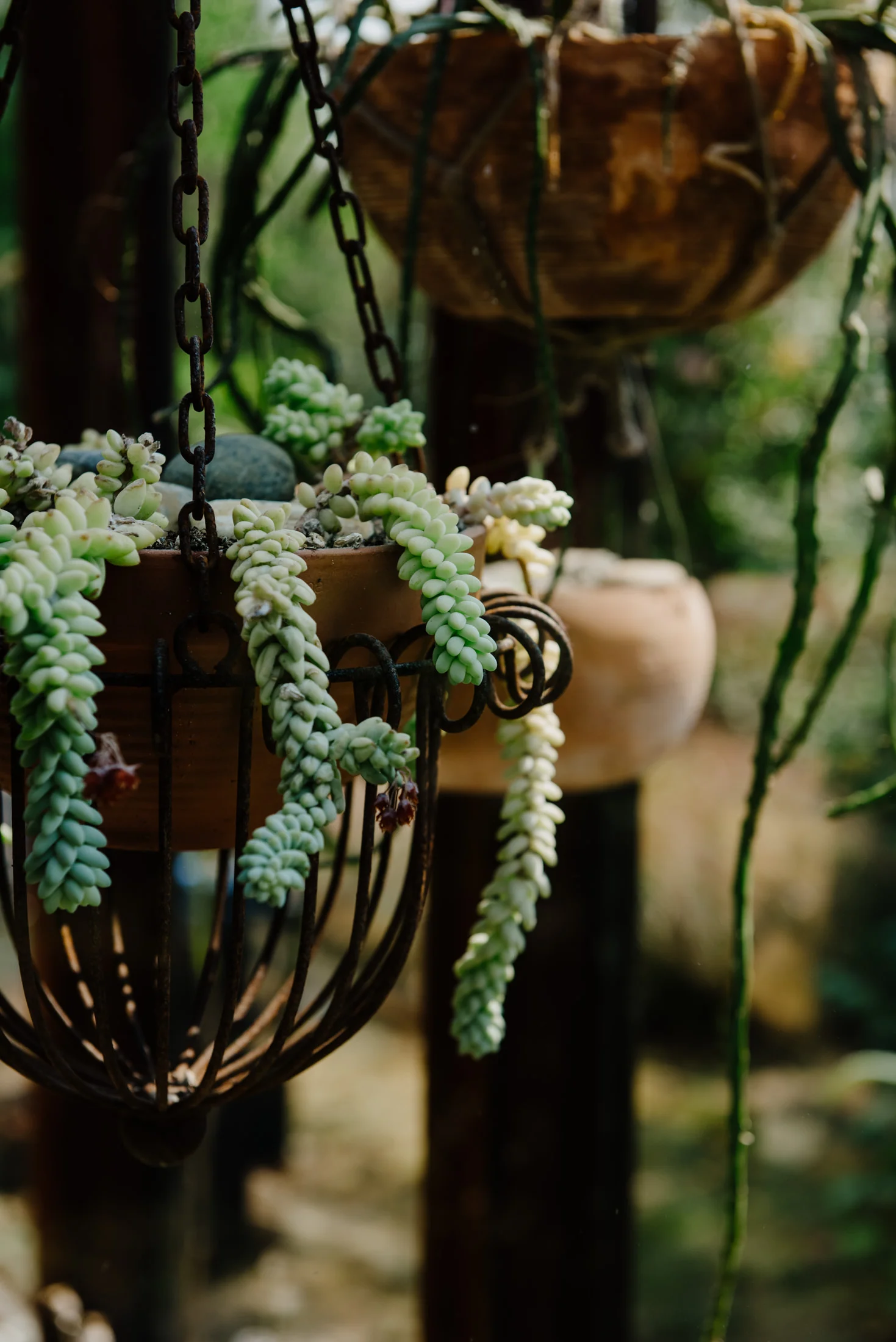 HumboldtWeddingPhotographer_MckinleyvilleBackyard-21-4.jpg