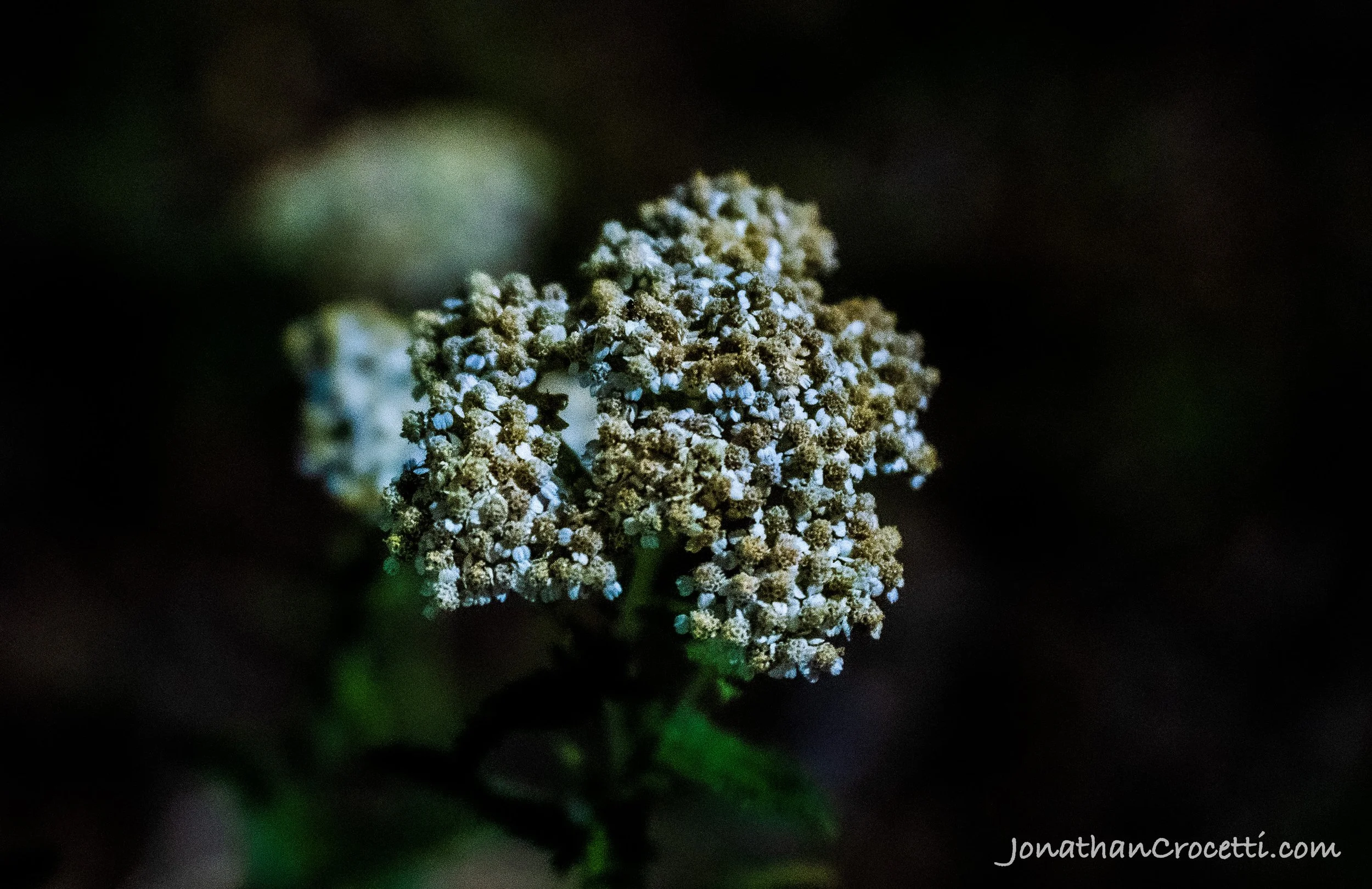 DSC06499.jpg