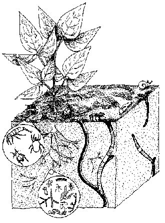 We must represent the living soil!