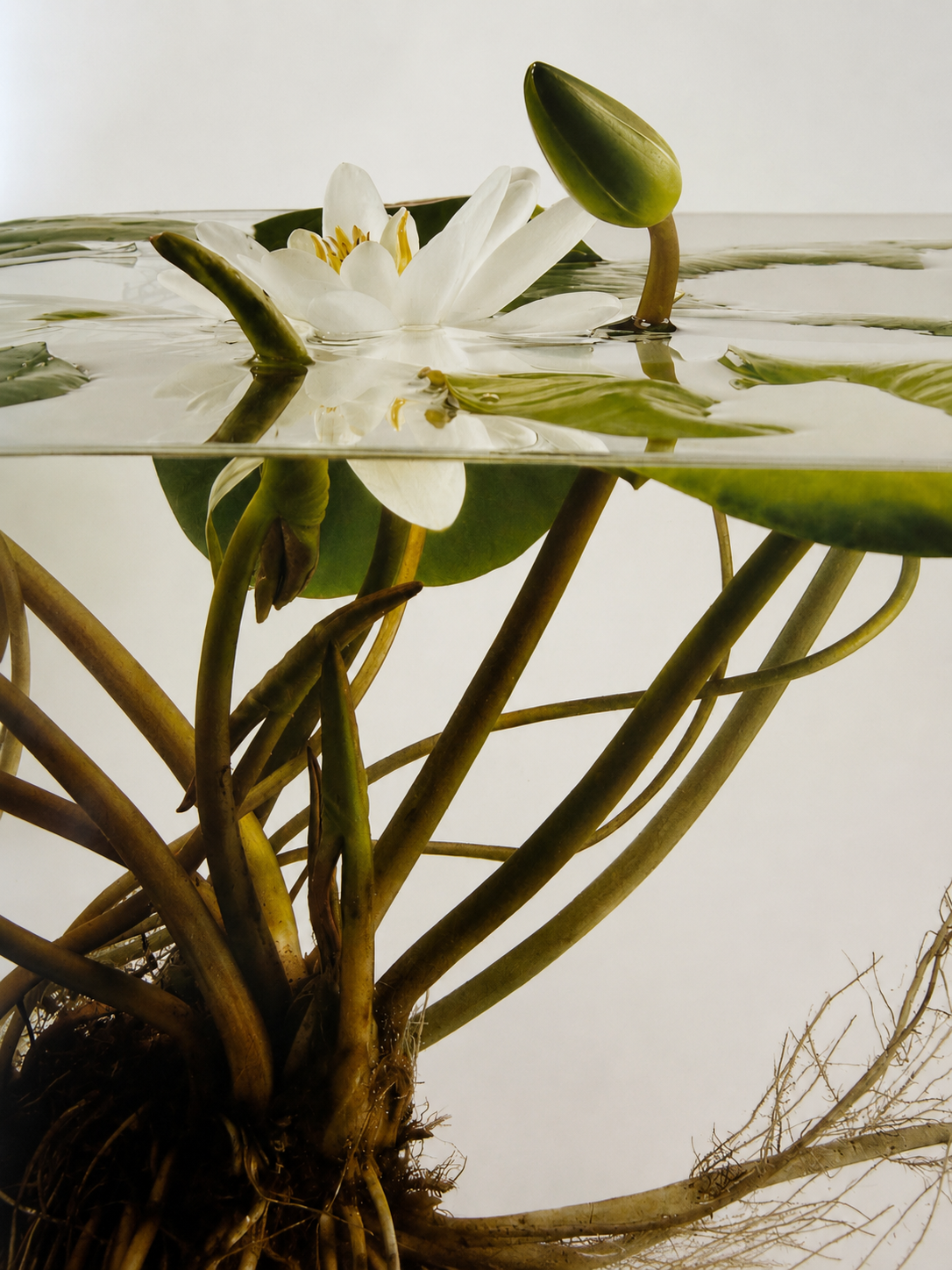 Close-up of a water lily with a white flower, green buds, floating leaves, and underwater roots against a plain background.