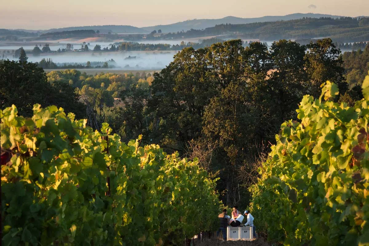 Open-Claim_morning-vineyard_optimized.jpg