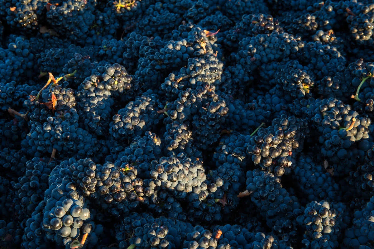 grapes2.jpg