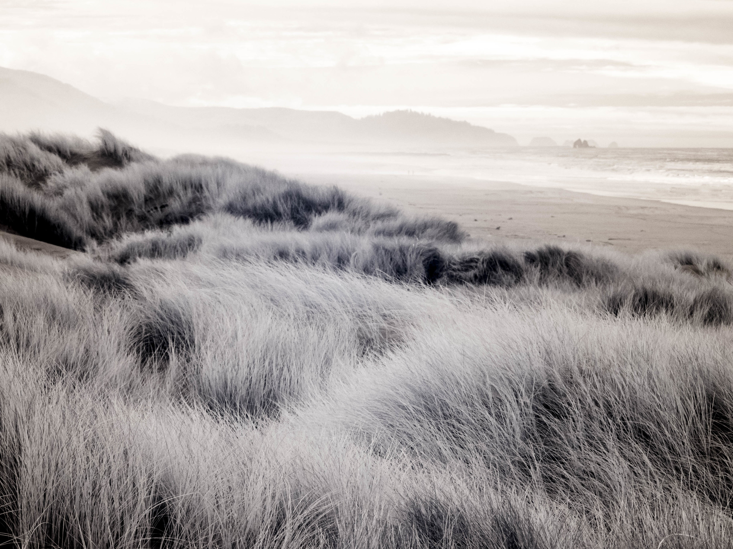 "Dune Grass"