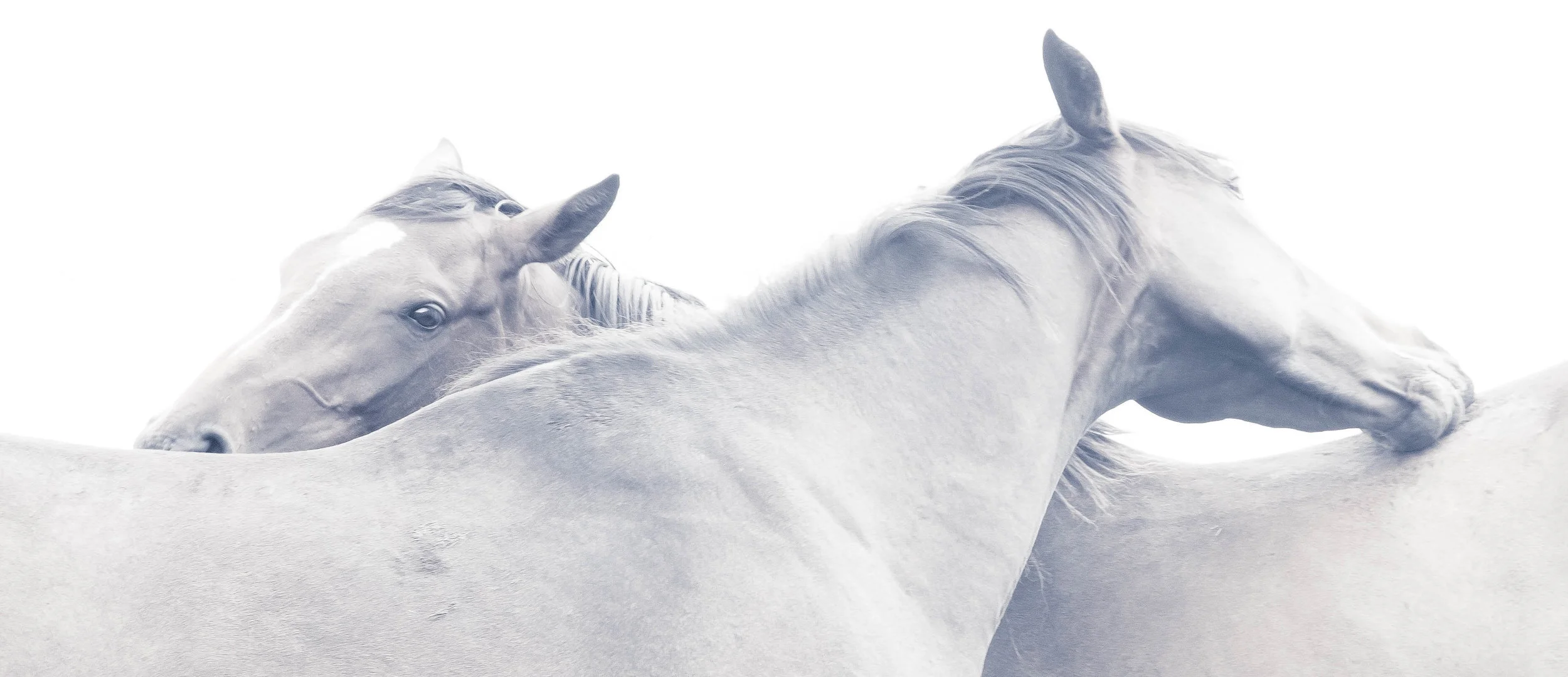 "Two Horses"