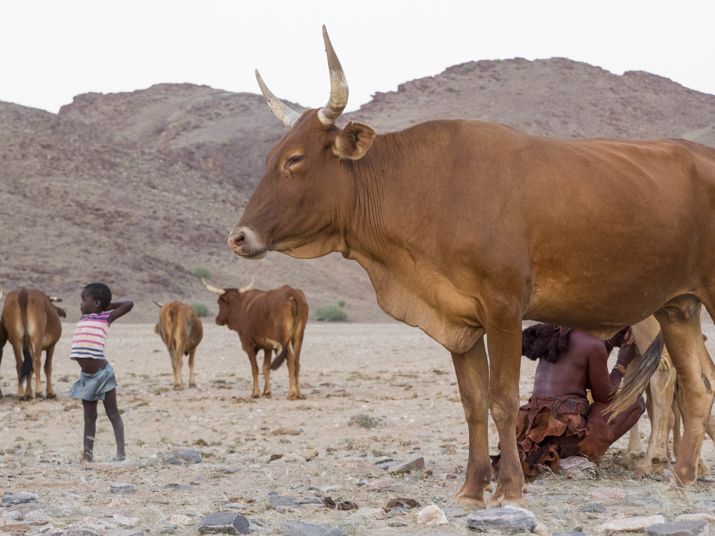 "Girl and Cow"