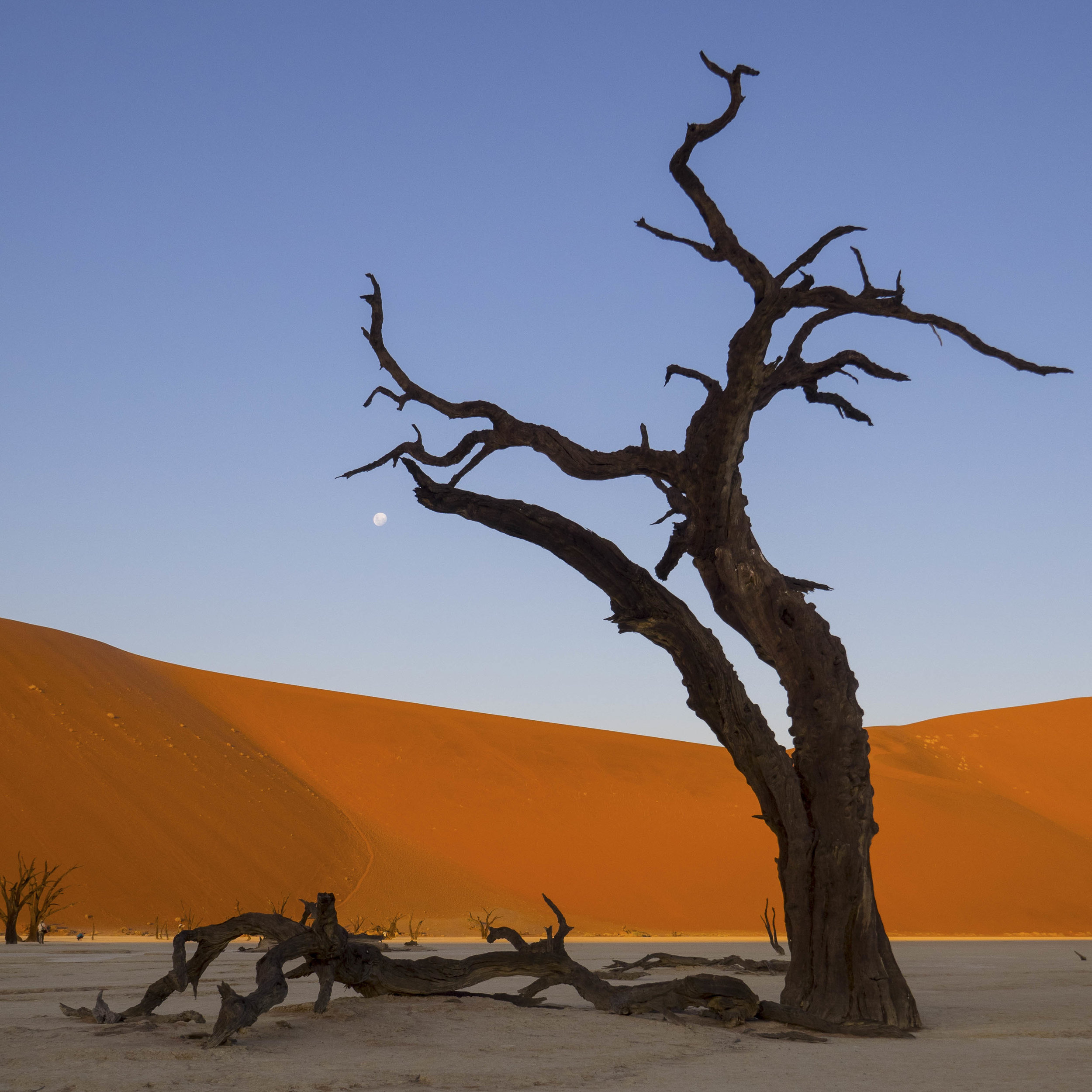 "Camel Thorn Tree and Moon"