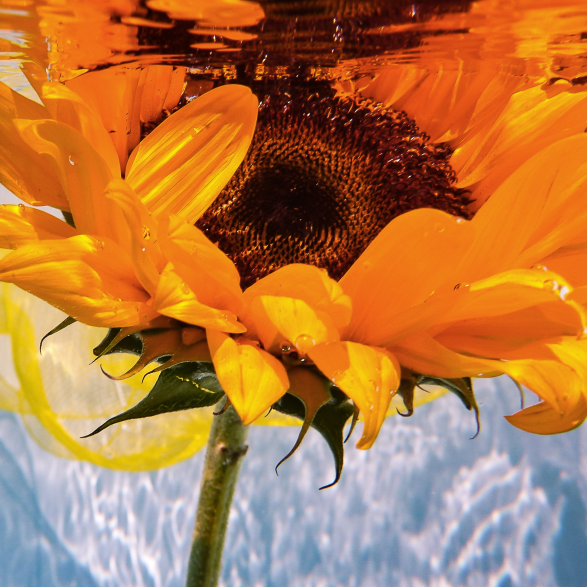 ORANGE SUNFLOWER