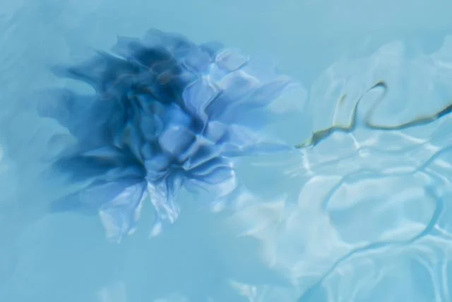 BLUE ZINNIA