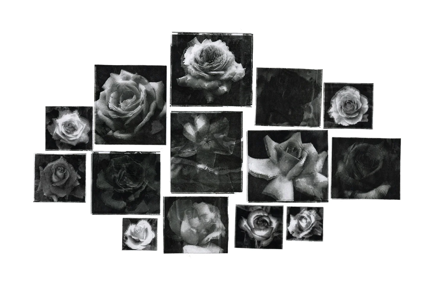 Encyclopedia of Roses, 2016 (Inkjet Monoprints on Board)