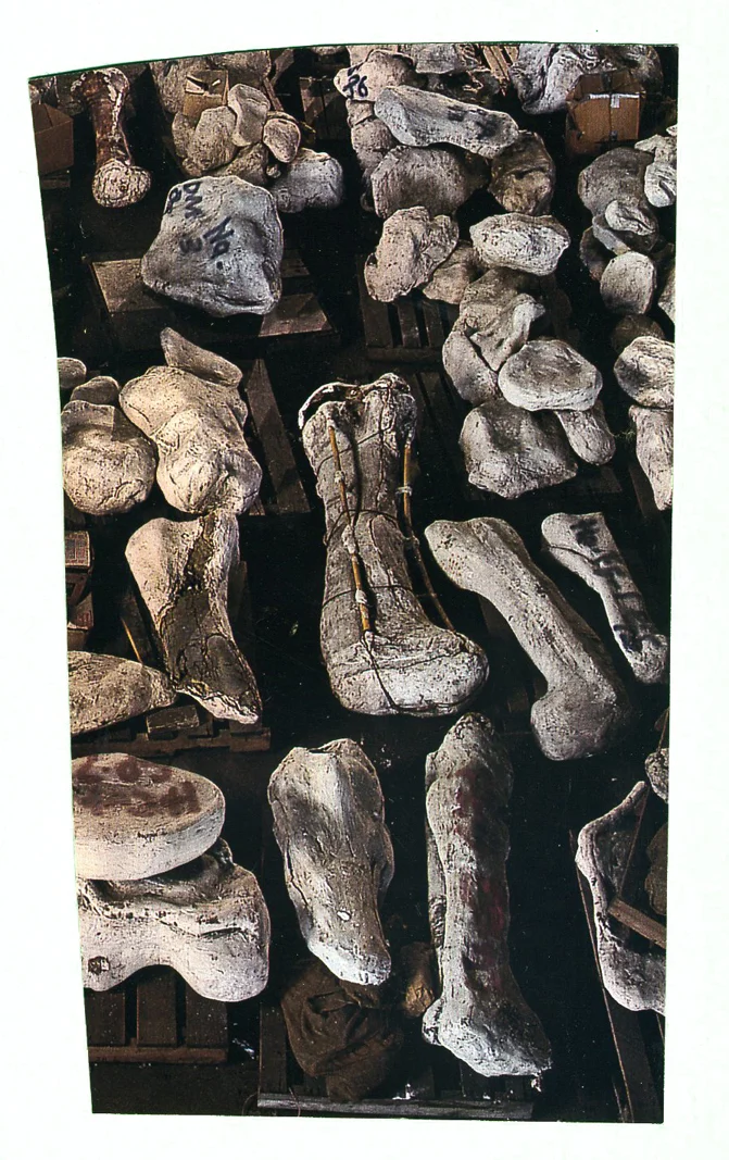 bones.jpg