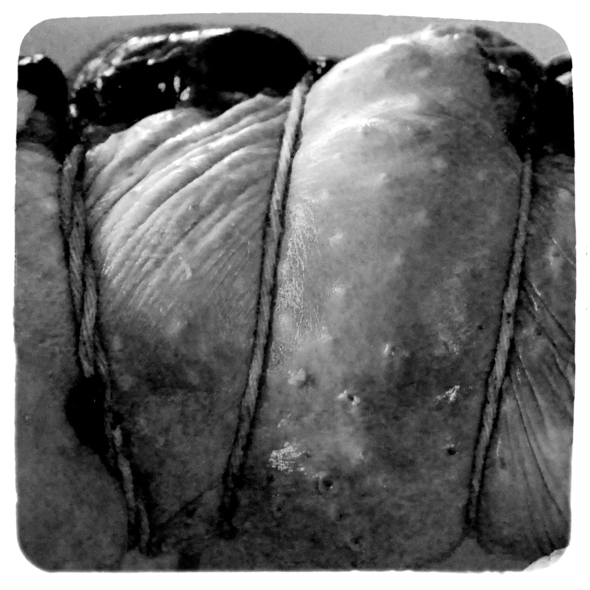 Meat with String.jpg