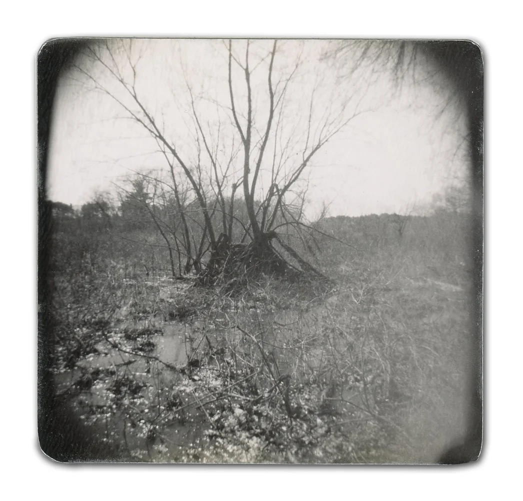 Swamp (Unique polaroid print mounted on cardstock)