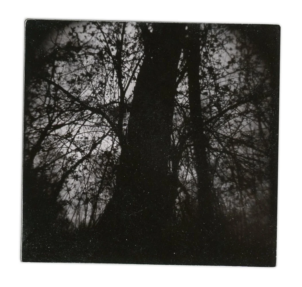 Tree (Unique polaroid print mounted on cardstock)