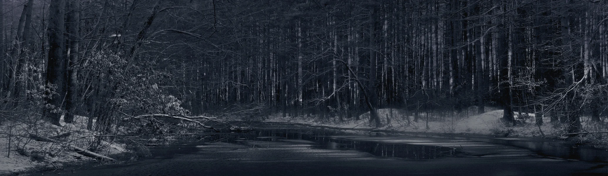 Moonlit Woods, 2018