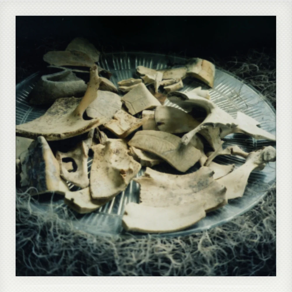 Bone Fragments.jpg