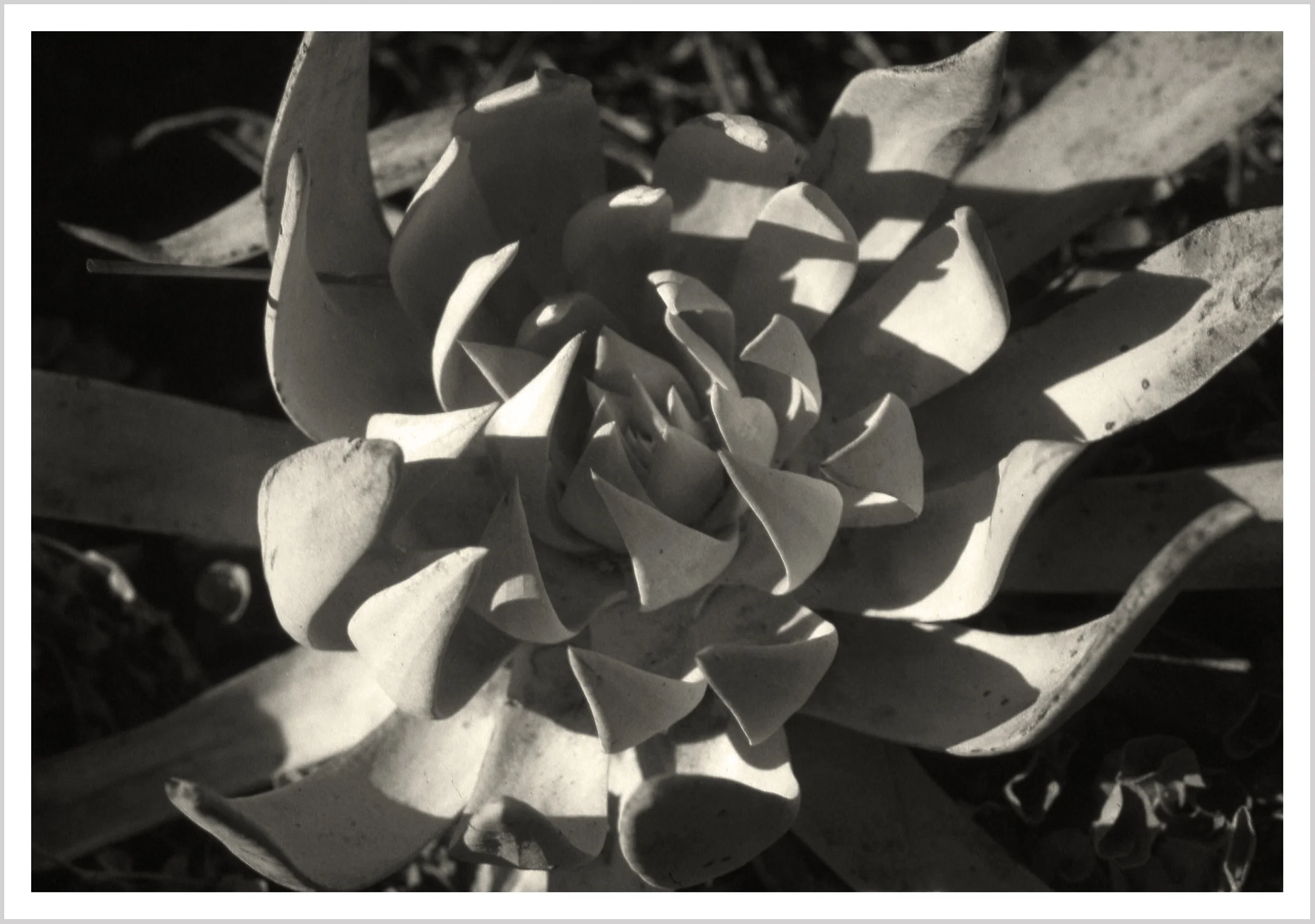 Botanical, 2018