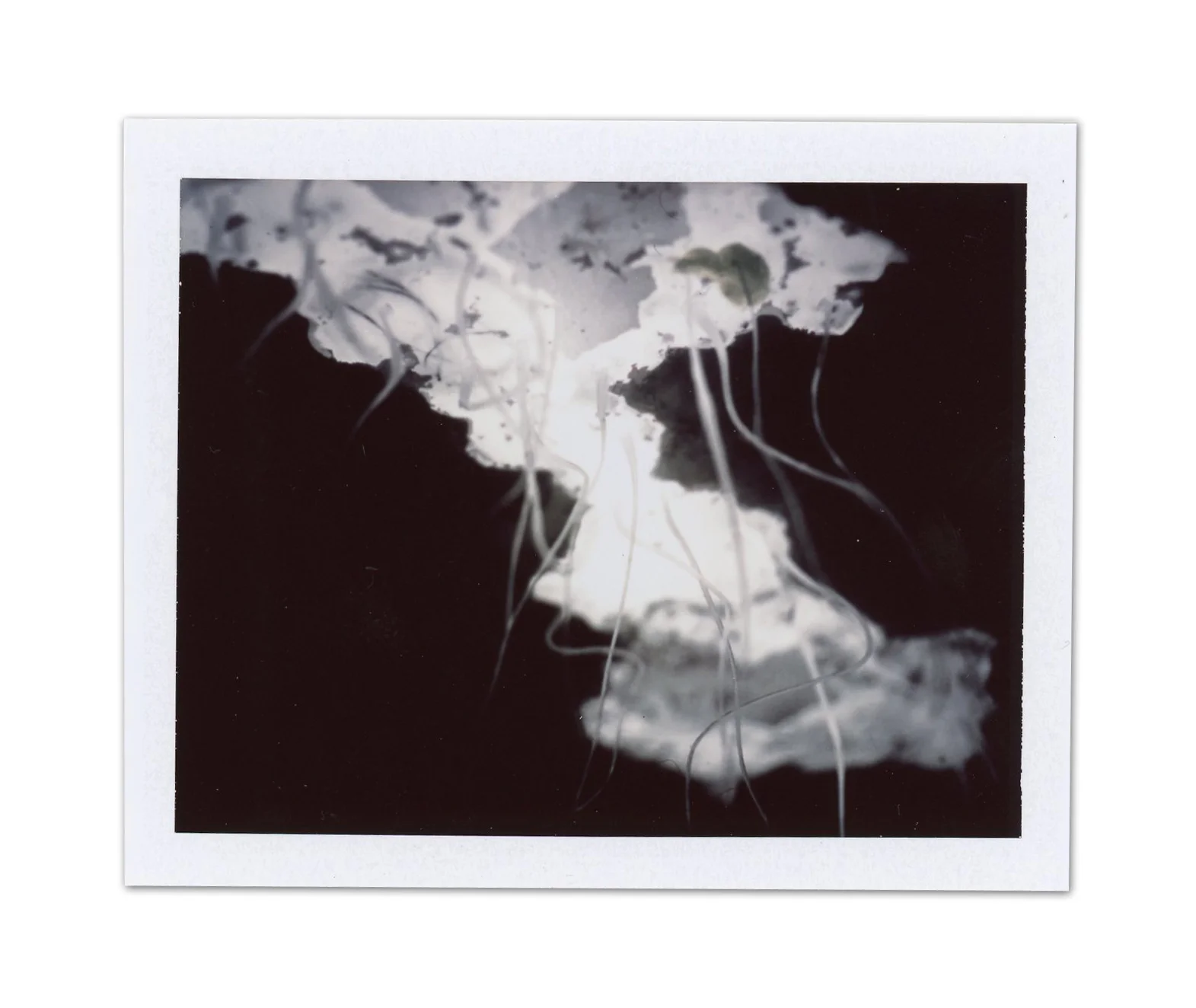 Study / Polaroid