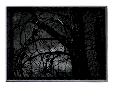 Forest II (GIF), 2019